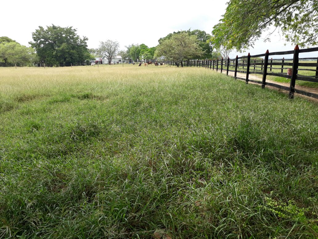 Finca en venta en Saldaña  Tolima