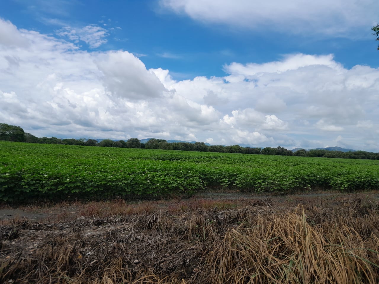 Finca en venta en Alvarado Tolima