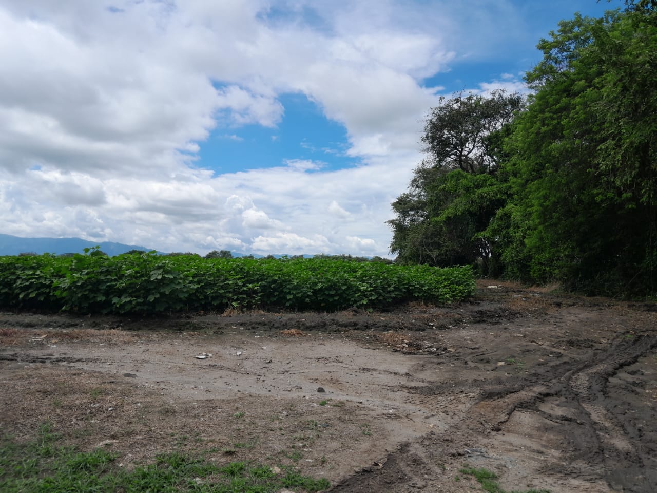 Finca en venta en Alvarado Tolima