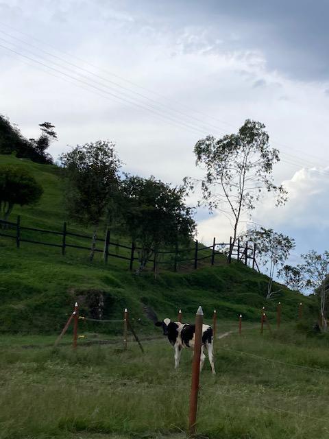 Finca Agropecuaria en Venta en Santo Domingo Antioquia