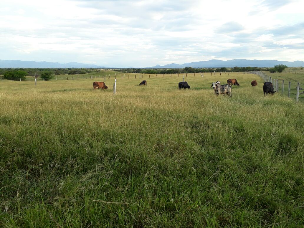 Finca en venta en Saldaña  Tolima