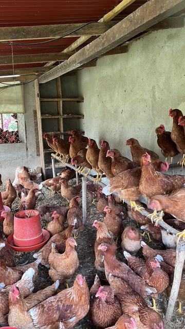 Finca Agropecuaria en Venta en Santo Domingo Antioquia