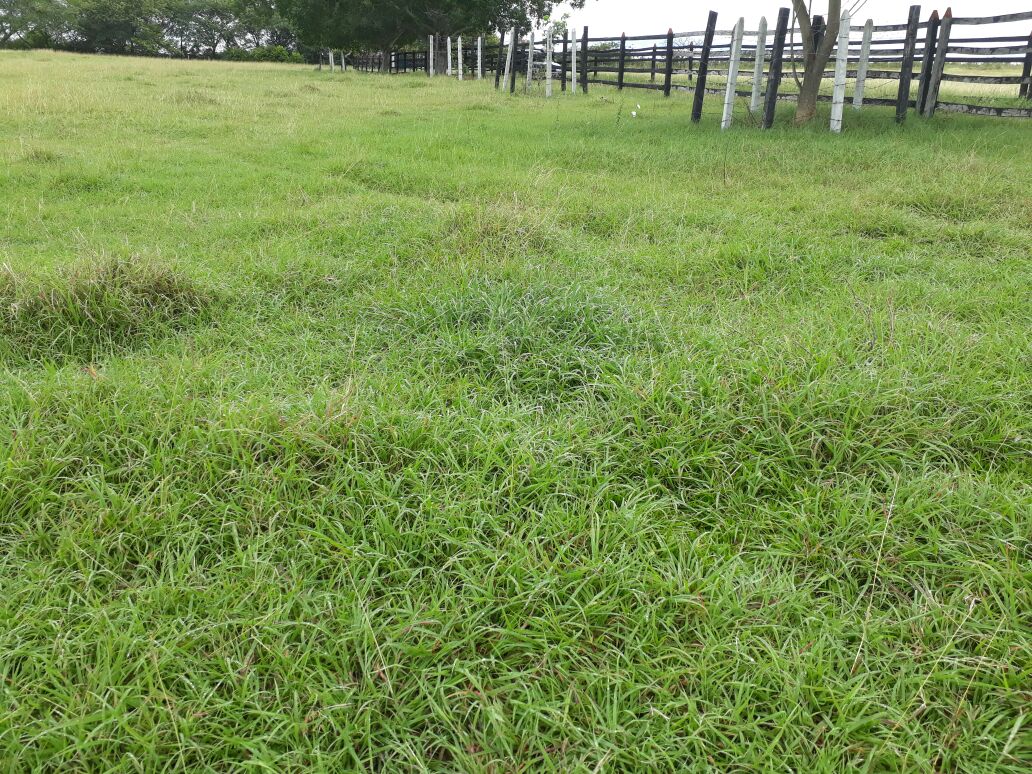 Finca en venta en Saldaña  Tolima