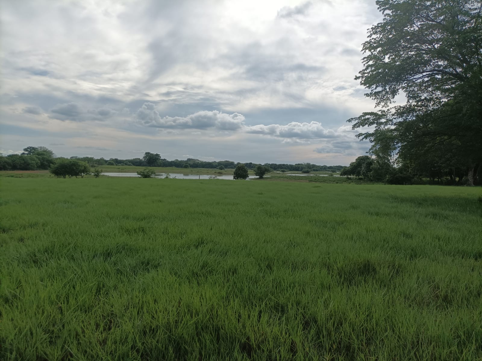 Venta de finca ganadera en Cordoba Ayapel