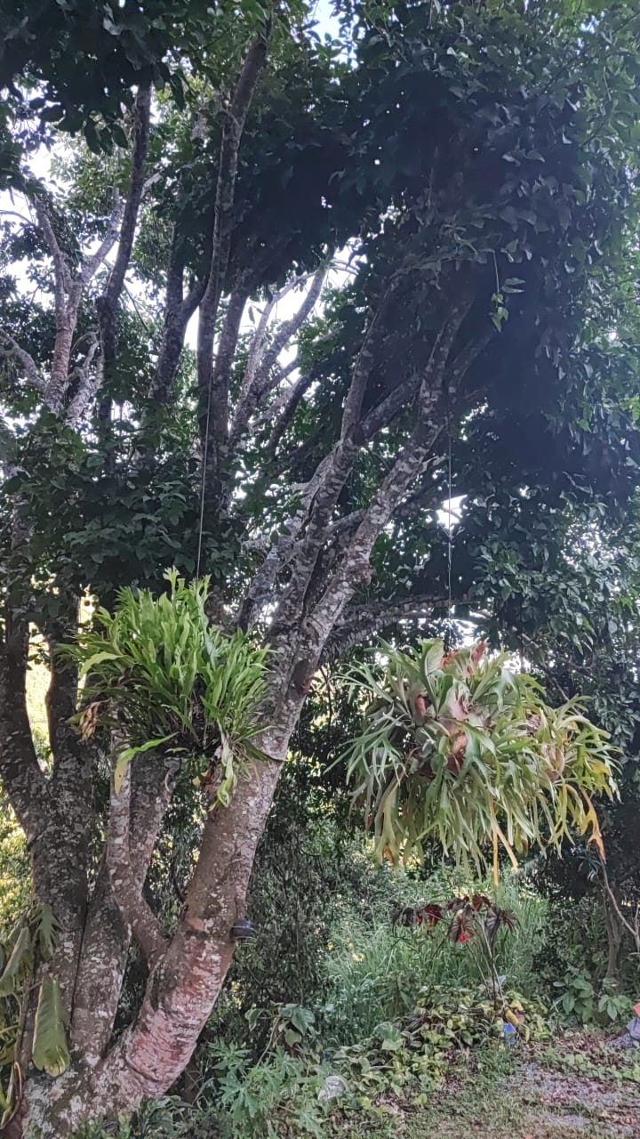 Vencambio Finca con dos casas, vereda de Sopetrán