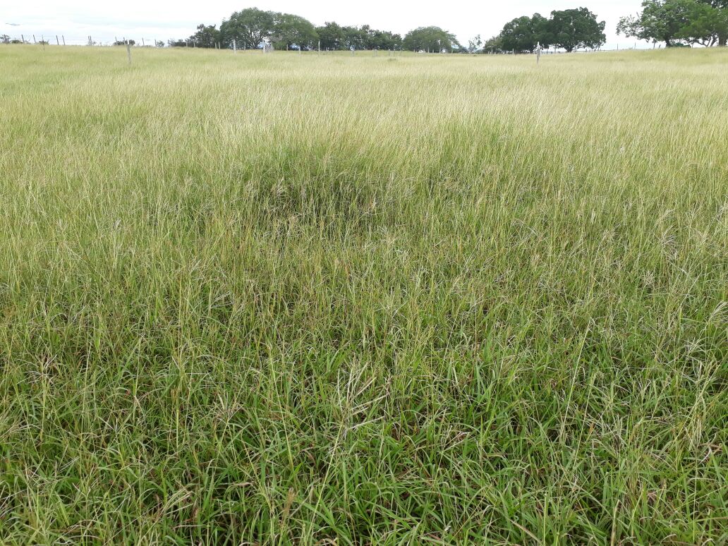 Finca en venta en Saldaña  Tolima