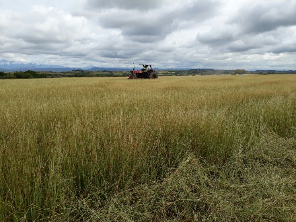 Finca en venta en Saldaña  Tolima