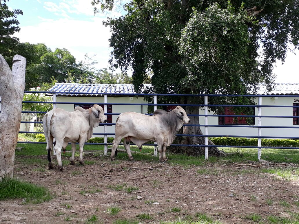Finca en venta en Saldaña  Tolima
