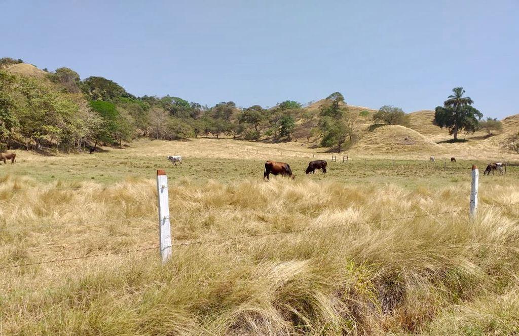 Finca en venta en el Tolima