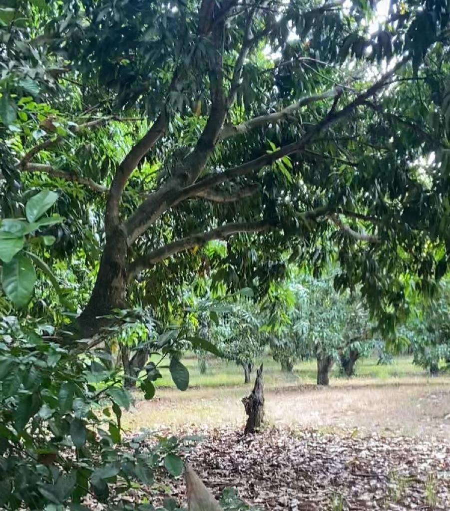 Finca en venta en el Tolima