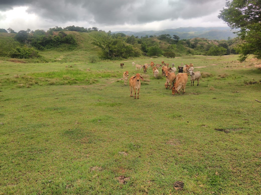 Finca en venta en Beltran  Cundinamarca