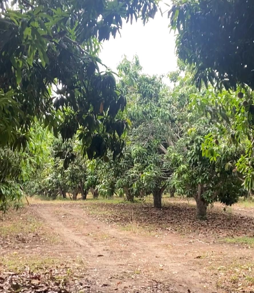 Finca en venta en el Tolima