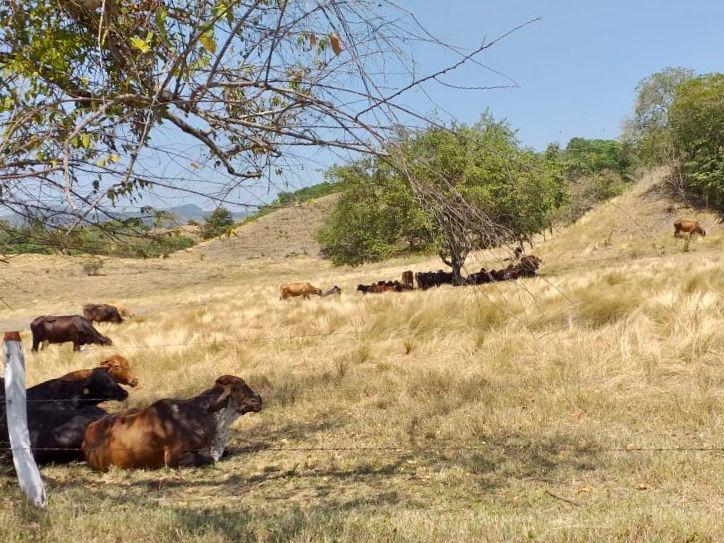 Finca en venta en el Tolima