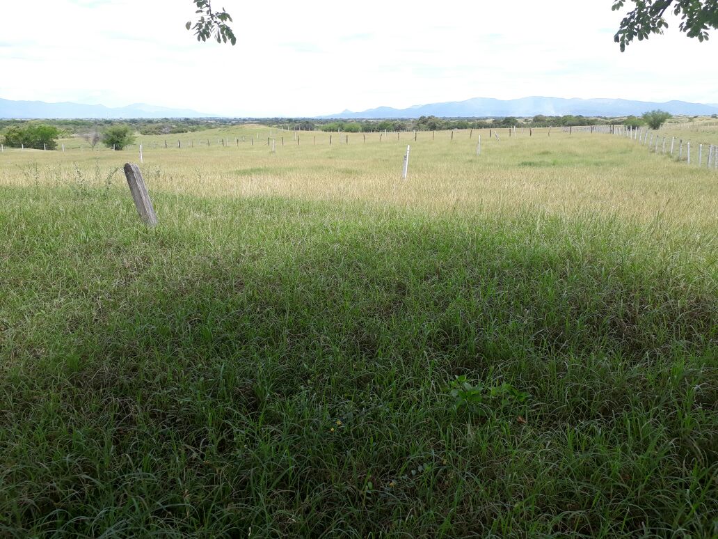 Finca en venta en Saldaña  Tolima