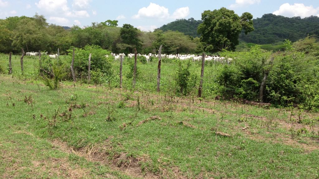 Finca en venta en el Tolima
