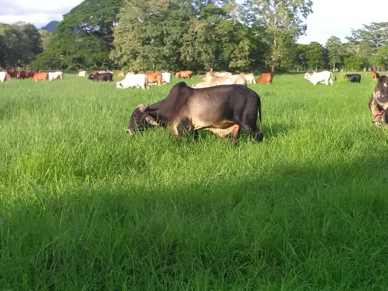 Finca en Venta en San Onofre Sucre