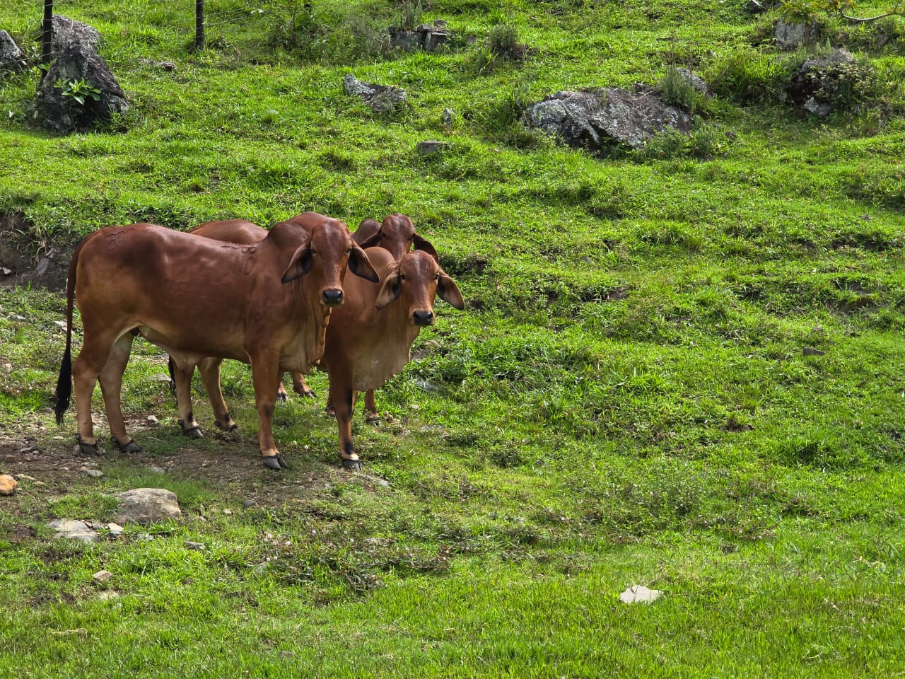 FINCA PARA LA VENTA EN COPACABANA