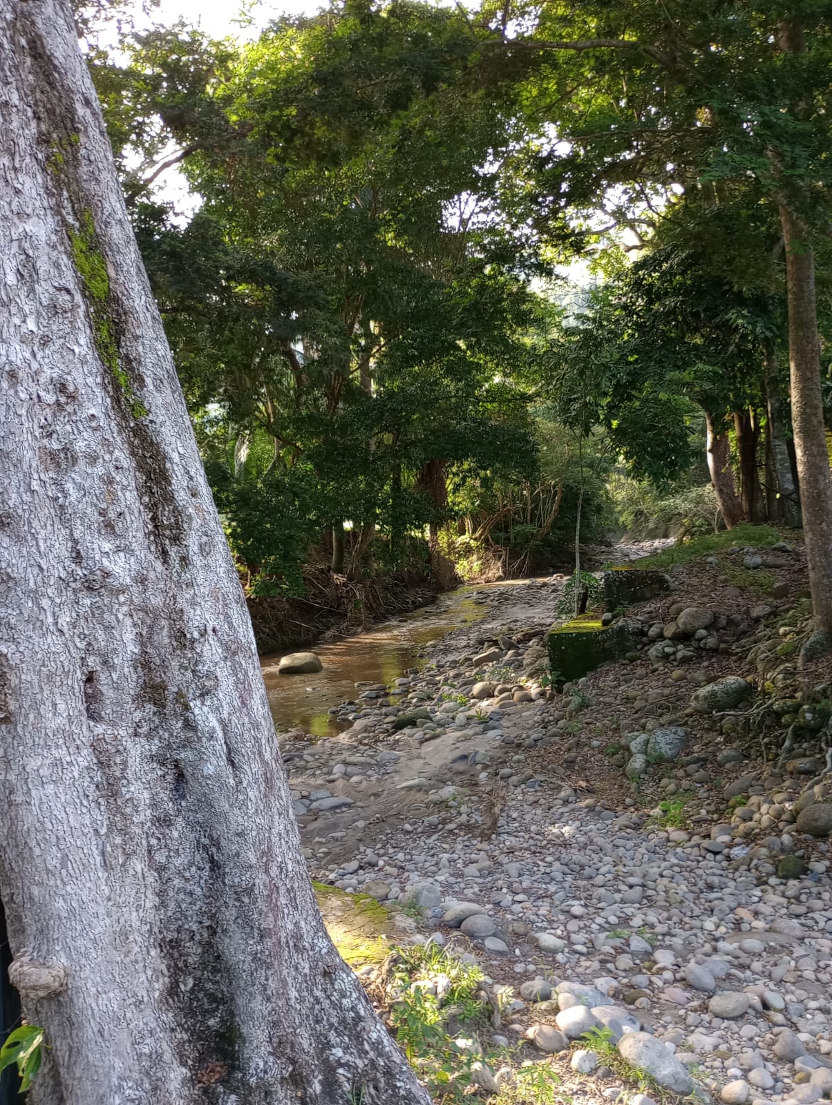 Finca en venta en Honda  Tolima