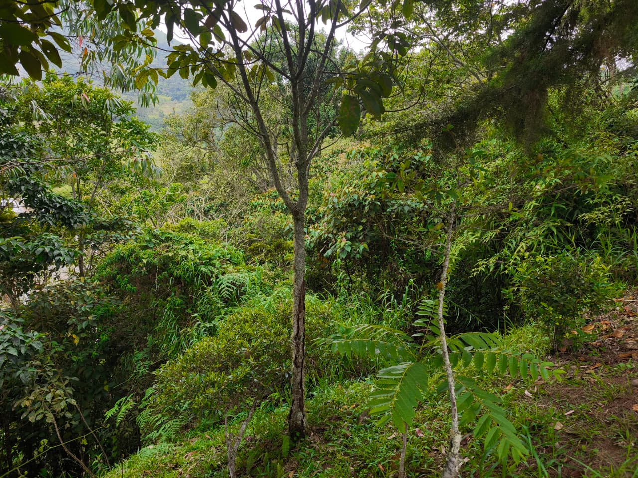 Finca en venta Titiribí Antioquia sector jardín