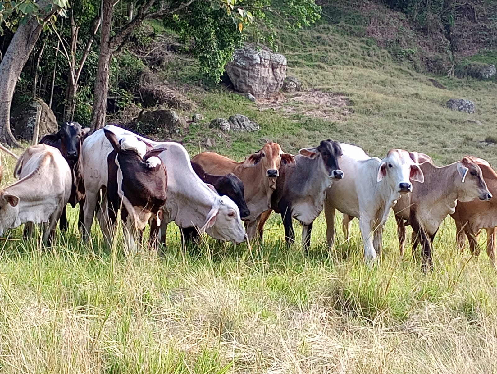 Finca en venta en Honda  Tolima