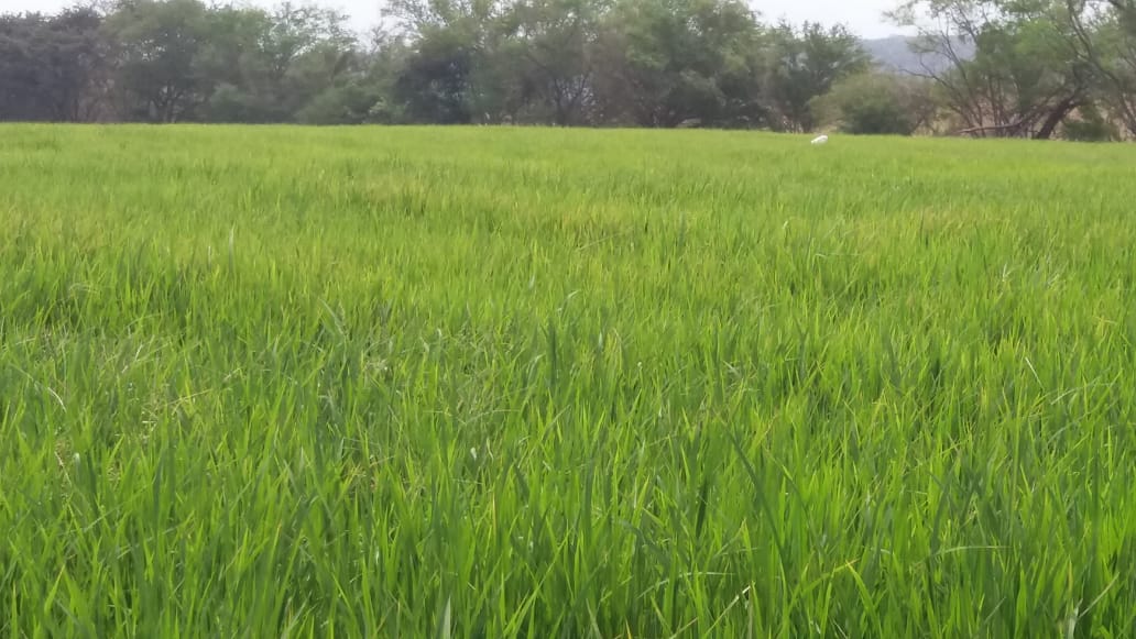 Finca en venta en el Tolima