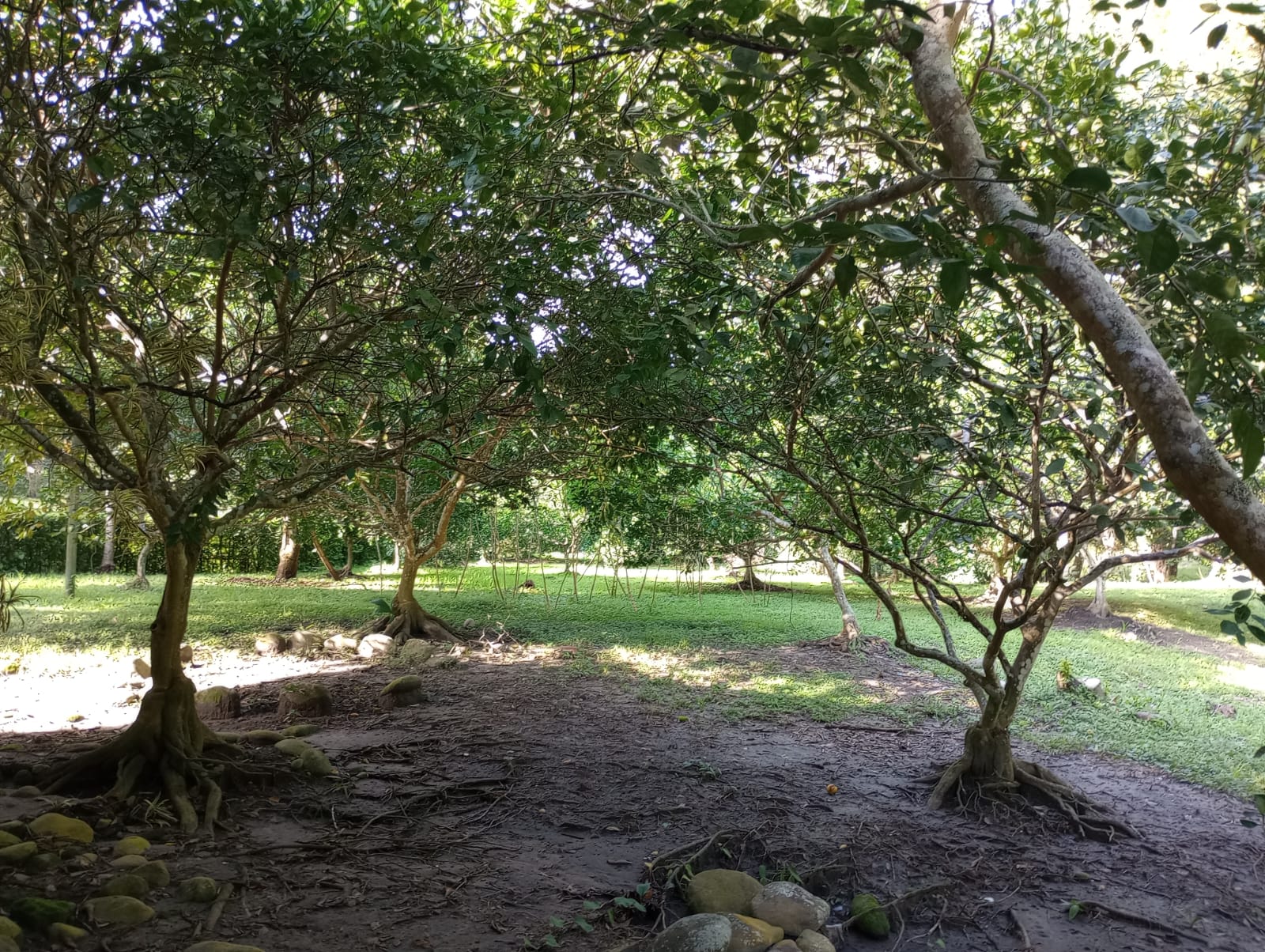 Finca en venta en Honda  Tolima