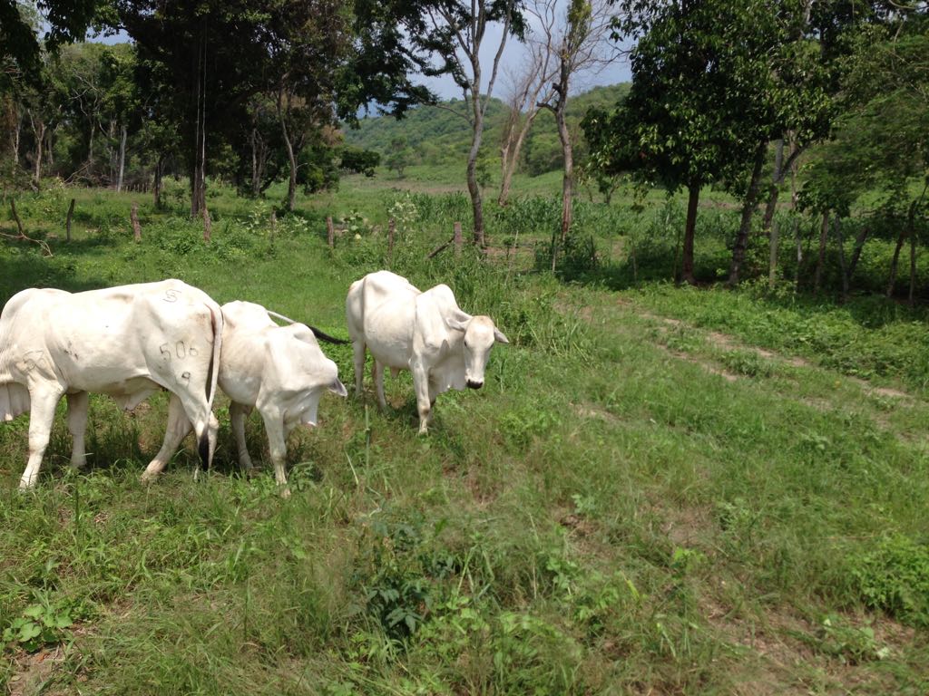 Finca en venta en el Tolima