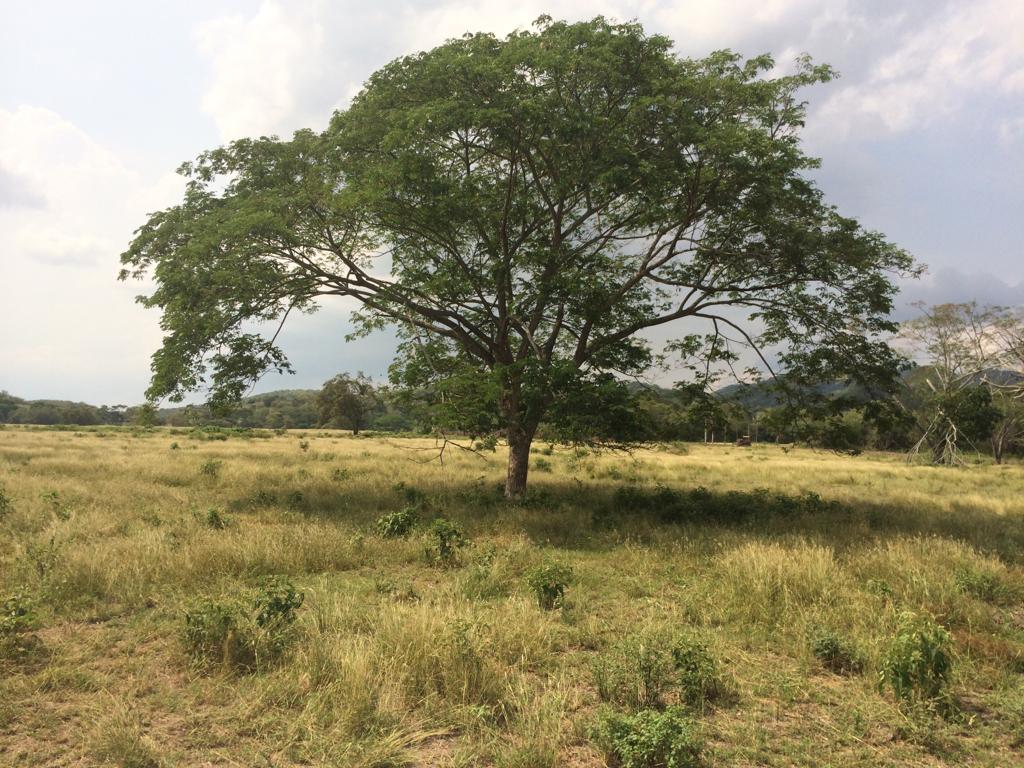 Finca en venta en Honda  Tolima