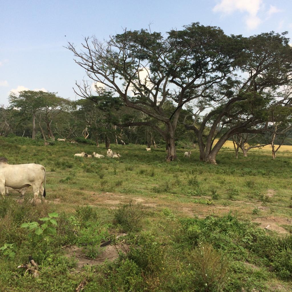 Finca en venta en Honda  Tolima