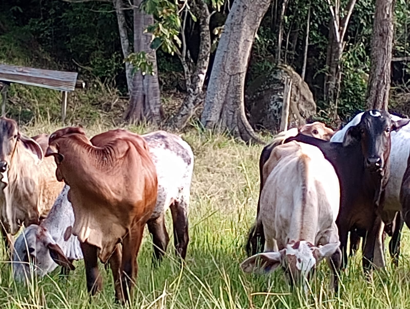 Finca en venta en Honda  Tolima