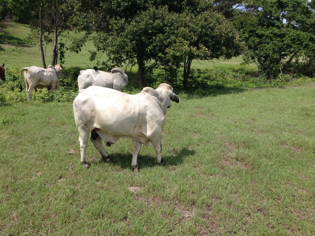 Finca en venta en el Tolima