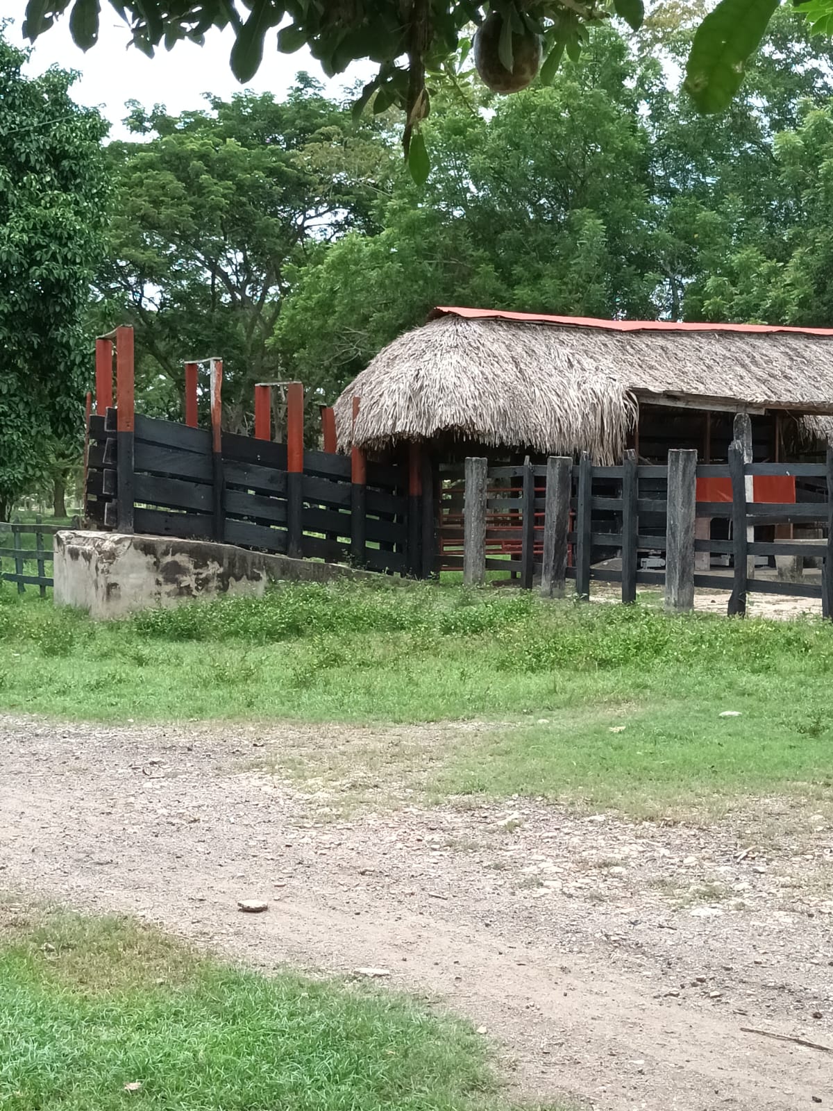 Vendo Finca Ganadera Momil Cordoba