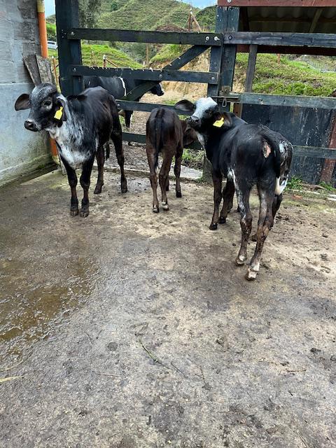 Finca Agropecuaria en Venta en Santo Domingo Antioquia