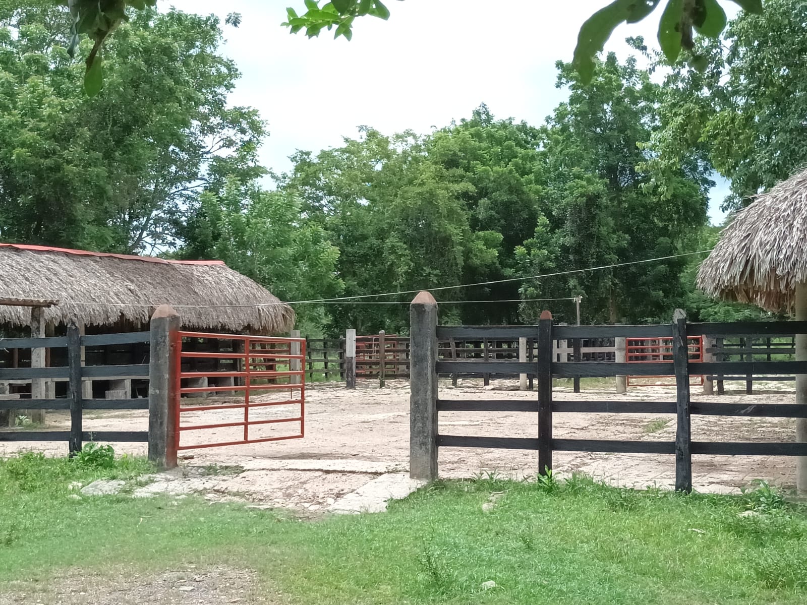 Vendo Finca Ganadera Momil Cordoba