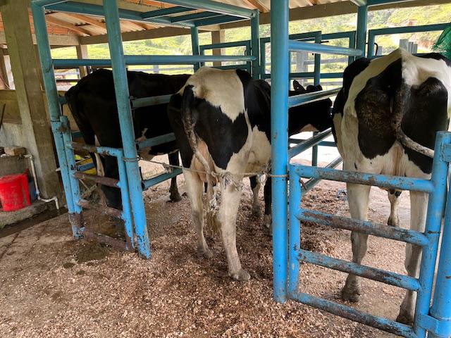 Finca Agropecuaria en Venta en Santo Domingo Antioquia