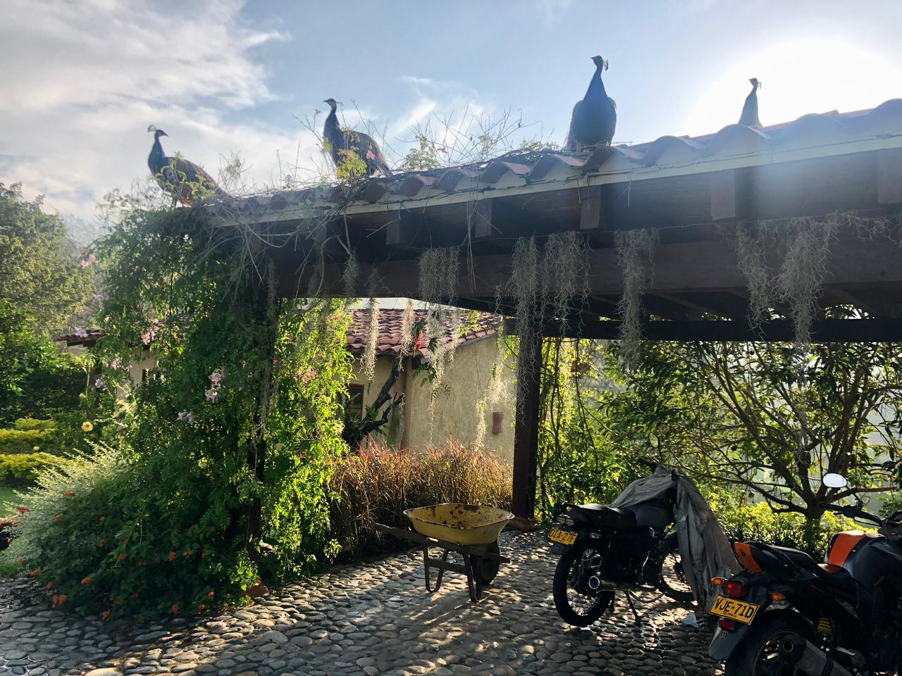 SE VENDE FINCA EN LA PINTADA  (ANTIOQUIA)