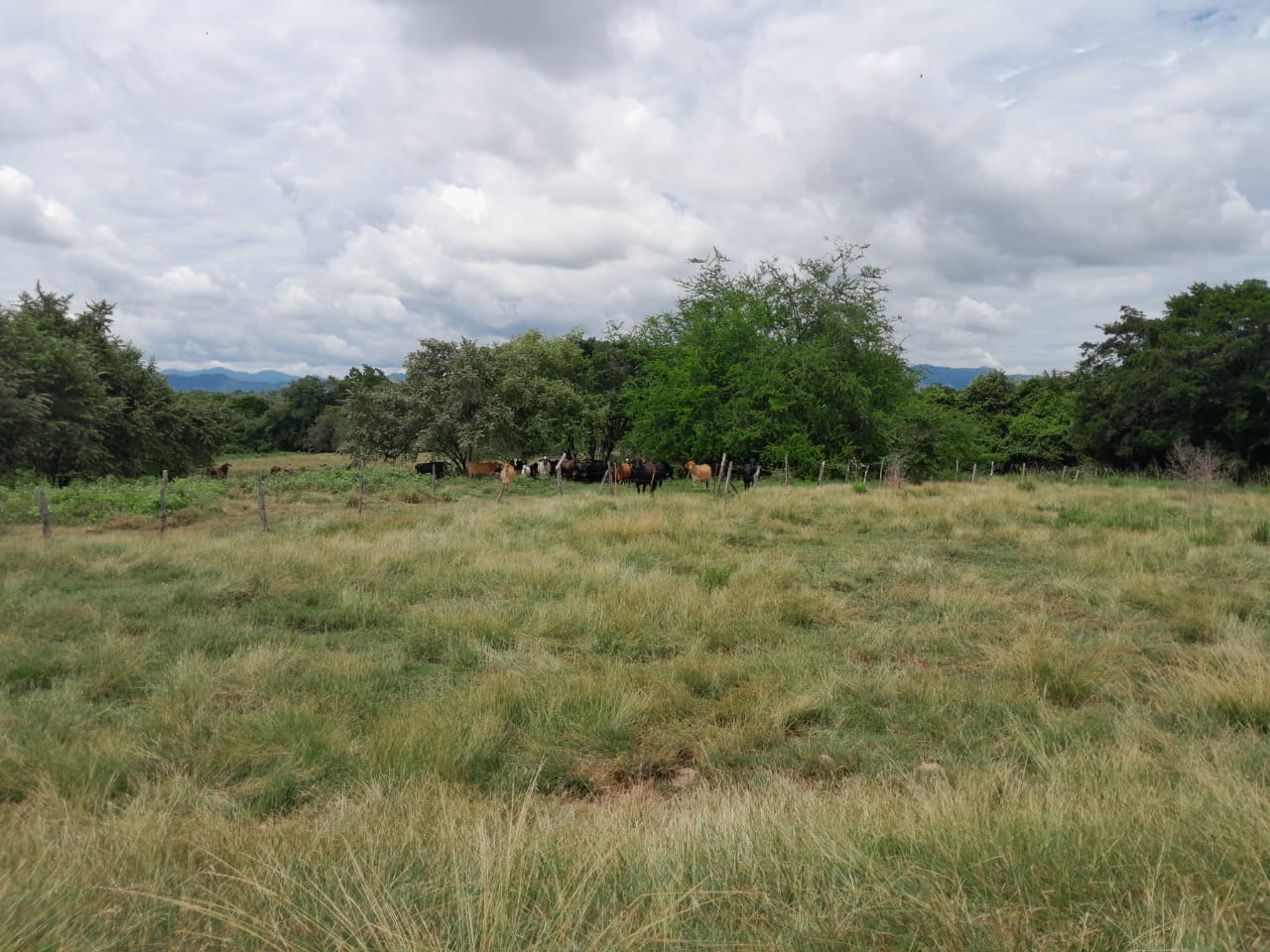 Finca en venta en Alvarado Tolima