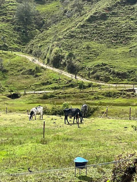 Finca Agropecuaria en Venta en Santo Domingo Antioquia