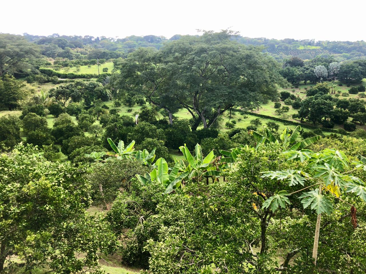 SE VENDE FINCA EN LA PINTADA  (ANTIOQUIA)