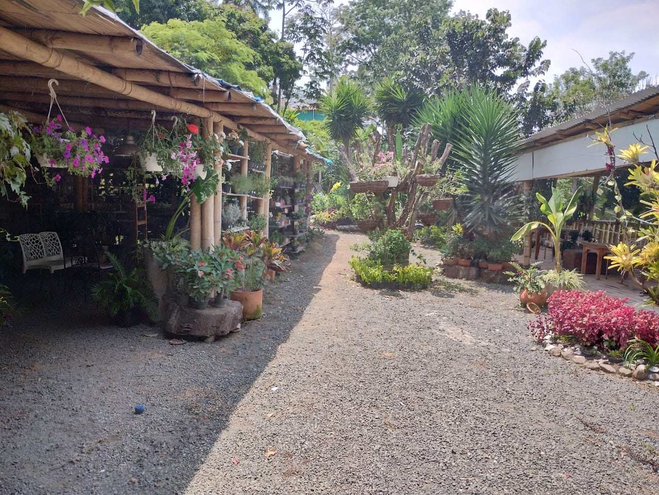 Imagen de SE VENDE CASA CAMPESTRE CON RENTA, SECTOR SAN JOSE PEREIRA.