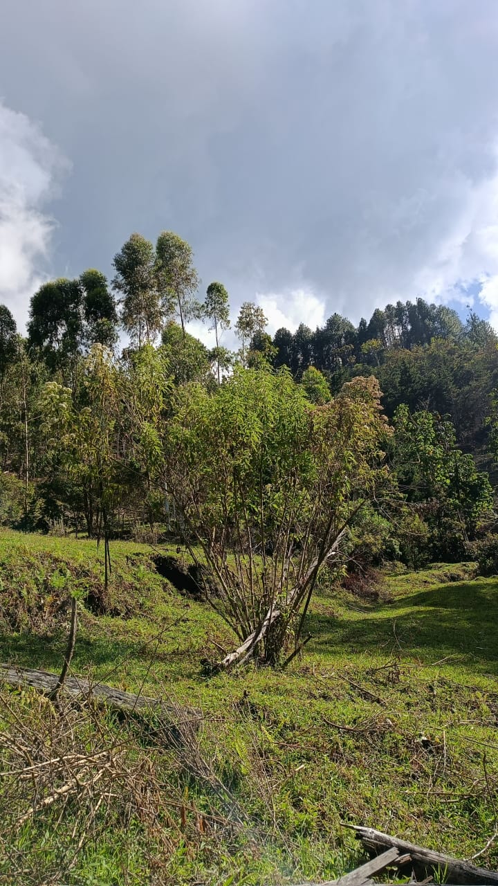 Lote / Terreno en venta — VENDO LOTES, LA CEJA ANTIOQUIA 