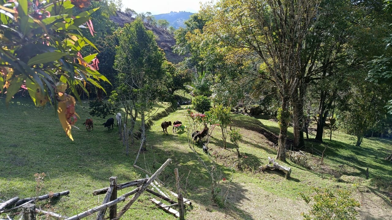 VENDO LOTES, LA CEJA ANTIOQUIA  — foto 3 de 6