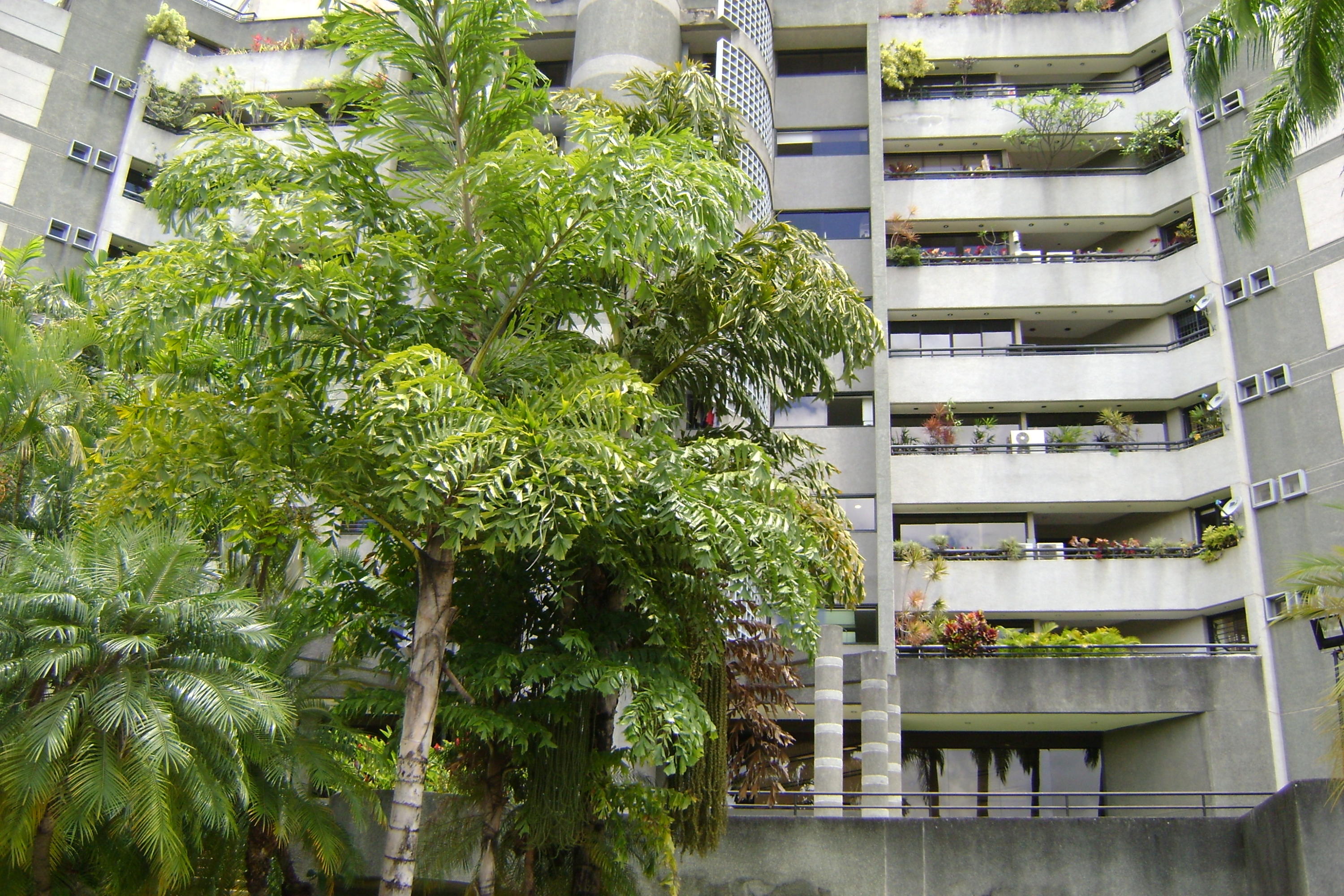 Apartamento - Los Chorros - Caracas