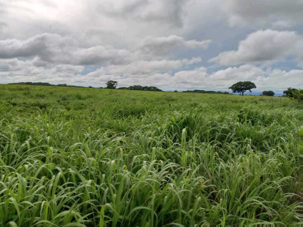 Lote de Terreno en venta en Guarico KA-9291637 - Foto 4