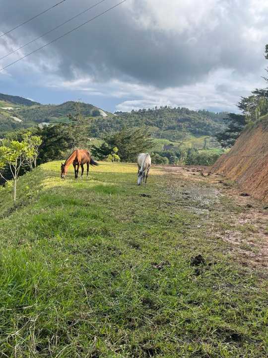 Foto 3 de Lote En El Peñol vereda pozo