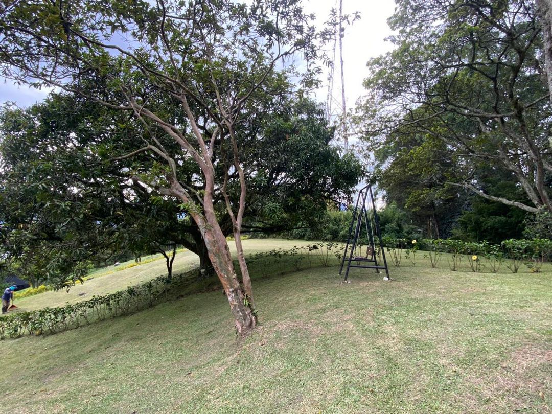 Miniatura 11