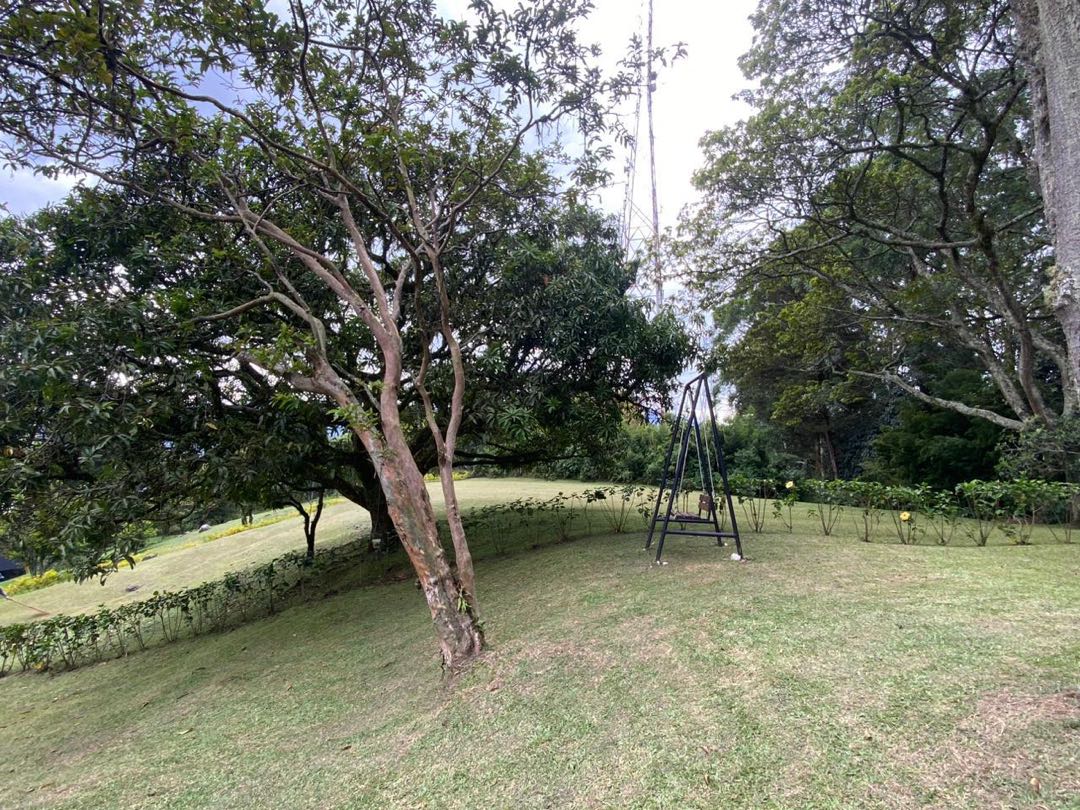 Miniatura 12
