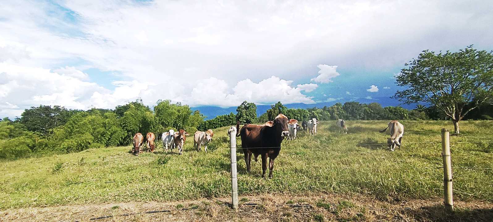 SE VENDE FINCA 84 CUADRAS EN TEBAIDA QUINDÍO. URBANIZABLE.
