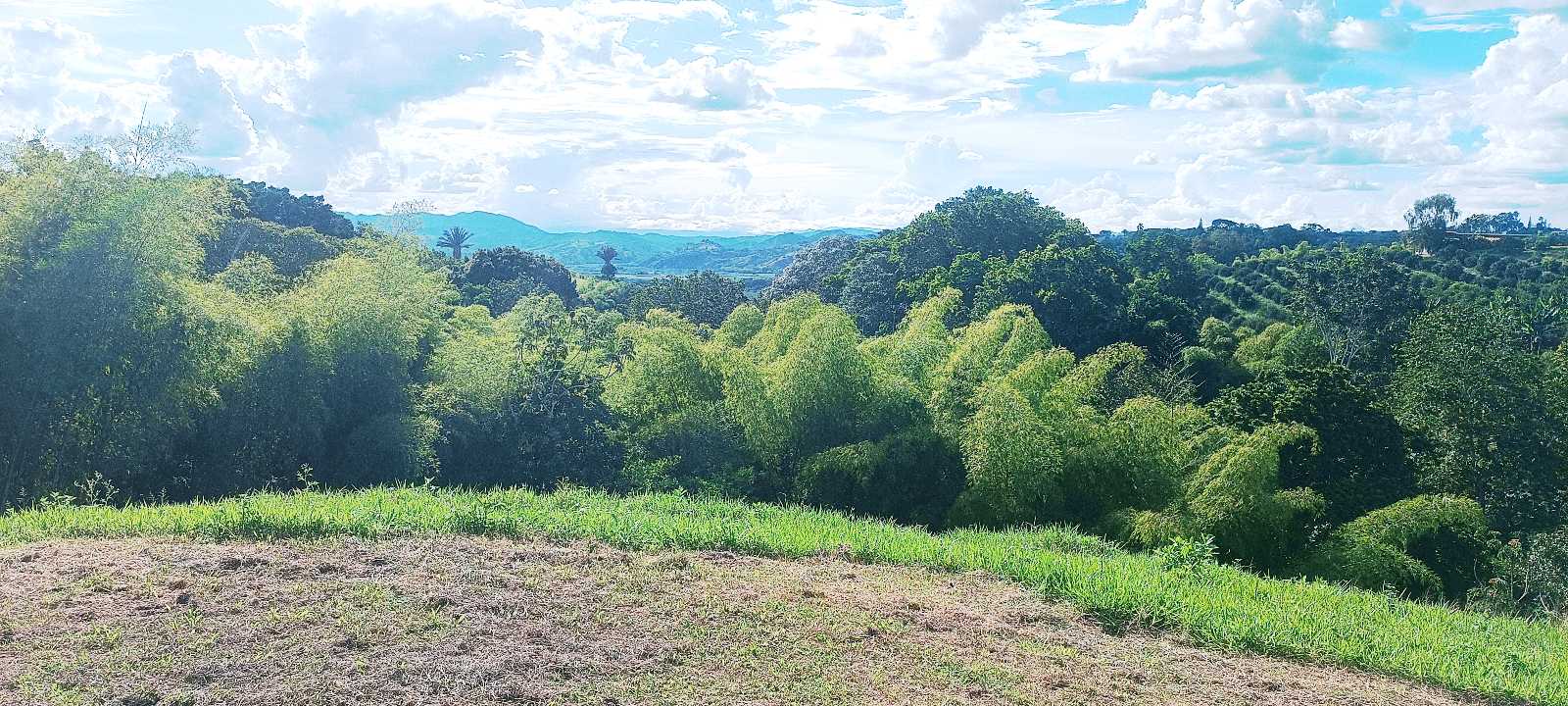 SE VENDE FINCA 84 CUADRAS EN TEBAIDA QUINDÍO. URBANIZABLE.