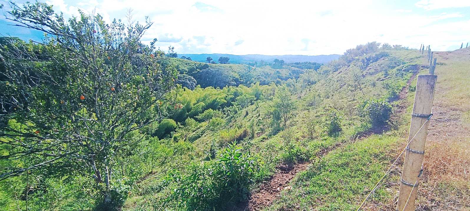 SE VENDE FINCA 84 CUADRAS EN TEBAIDA QUINDÍO. URBANIZABLE.